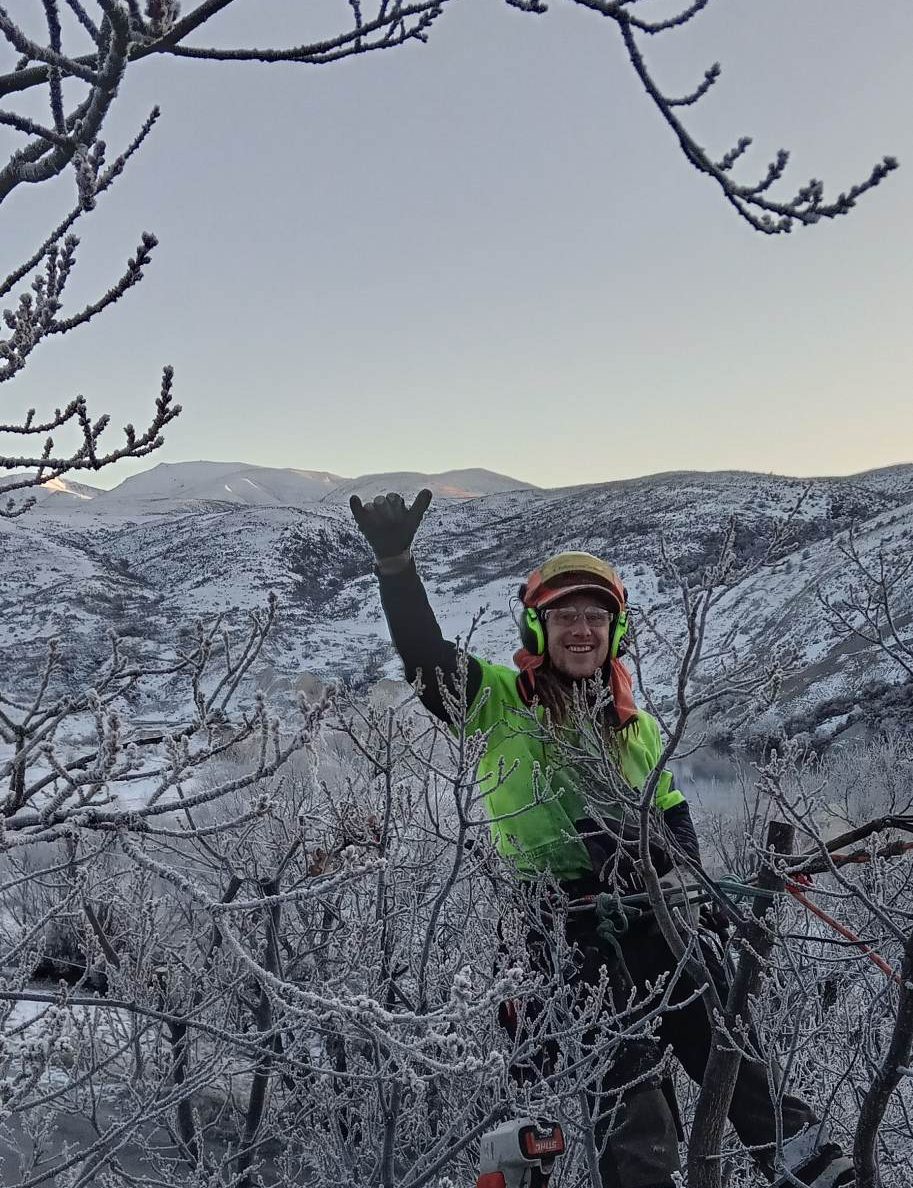 An arborist in a hi-vis top waving from high in a tree coated in hoar frost, frosty hills behind