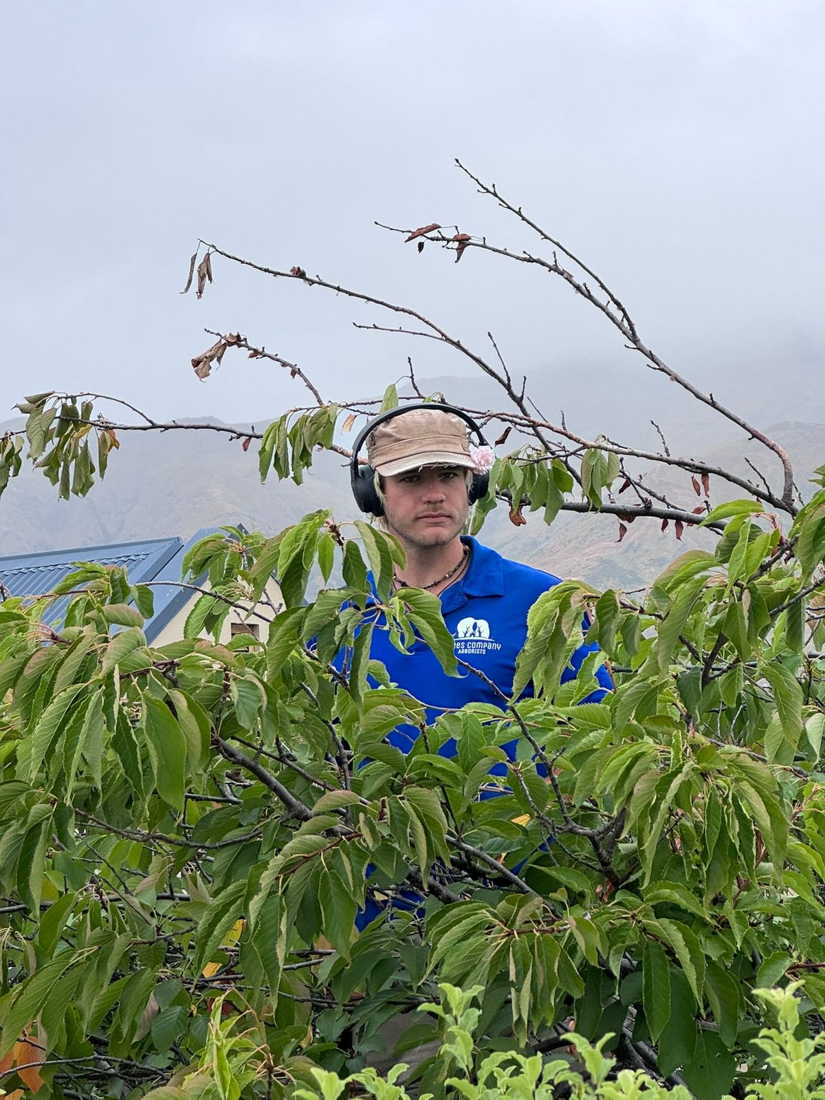 An arborist in a helmet looking out from among the green leaves of a tree