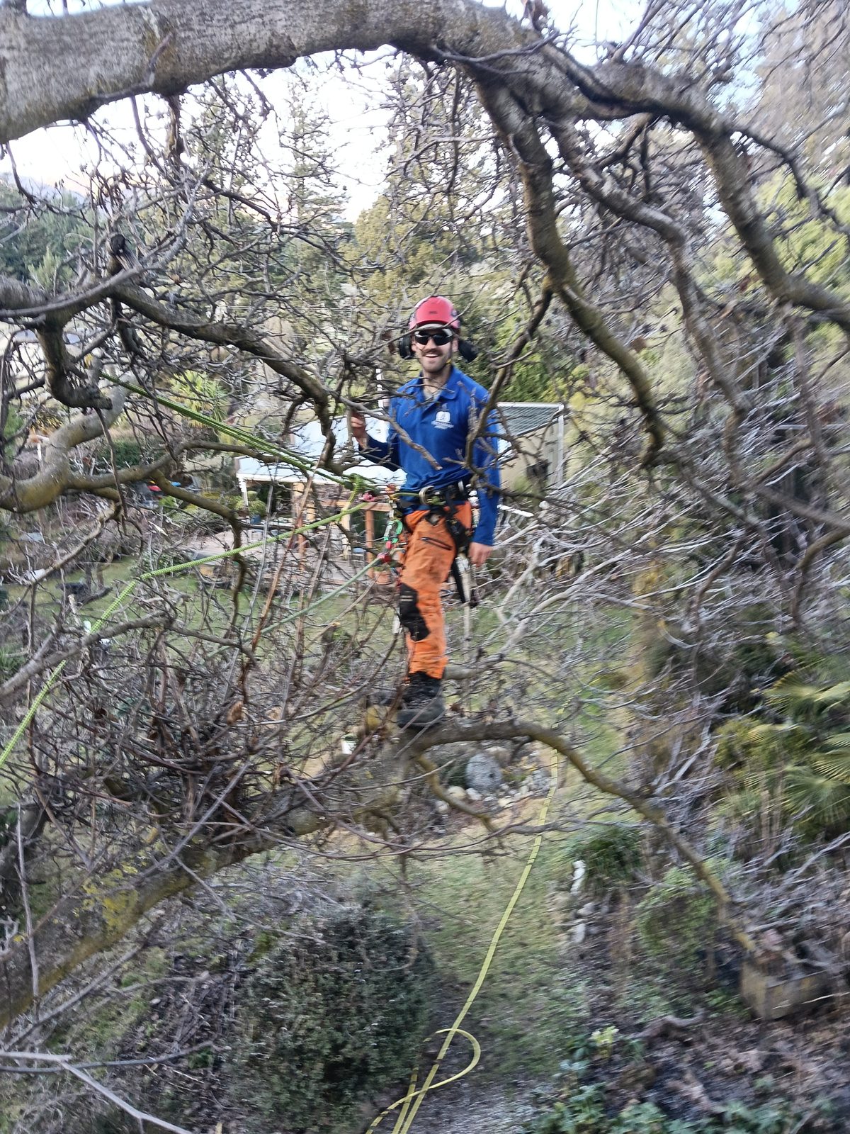 An arborist in orange trousers standing in the branches of a large old bare tree