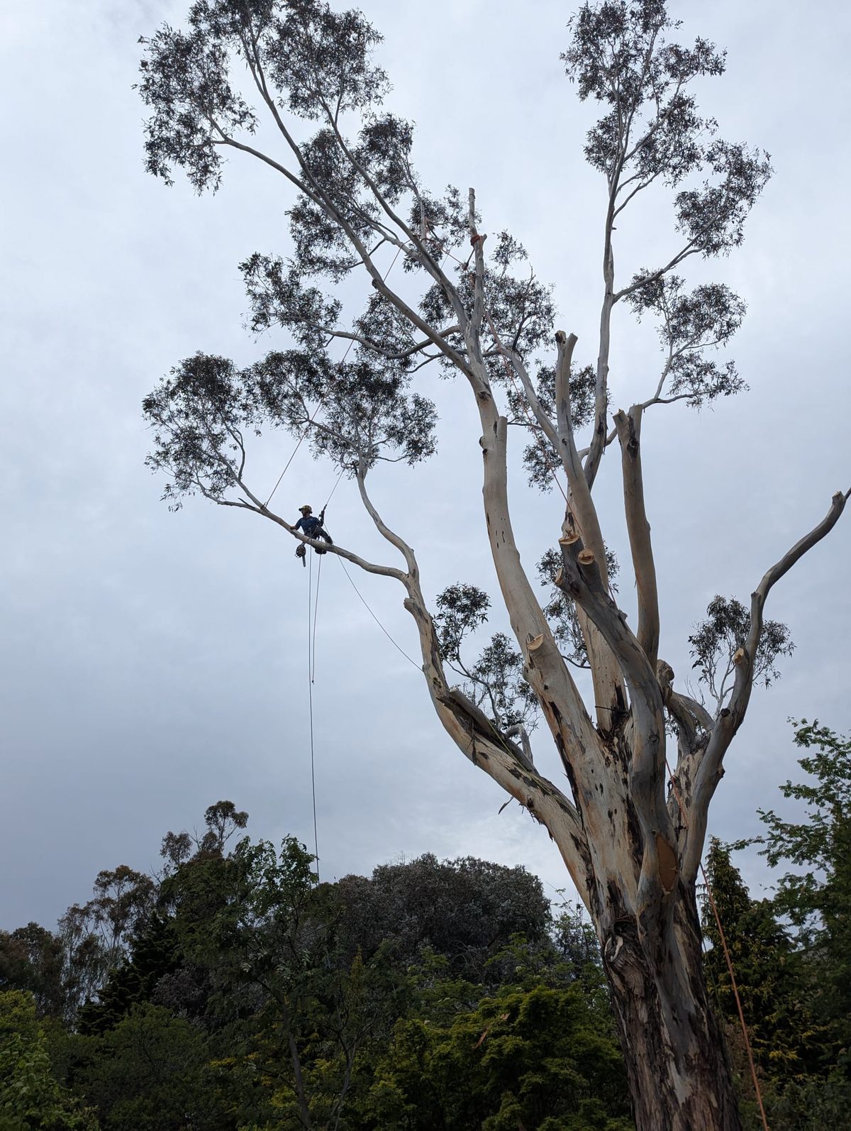 An arborist roped in high in the crown of a tall gum tree under a grey sky