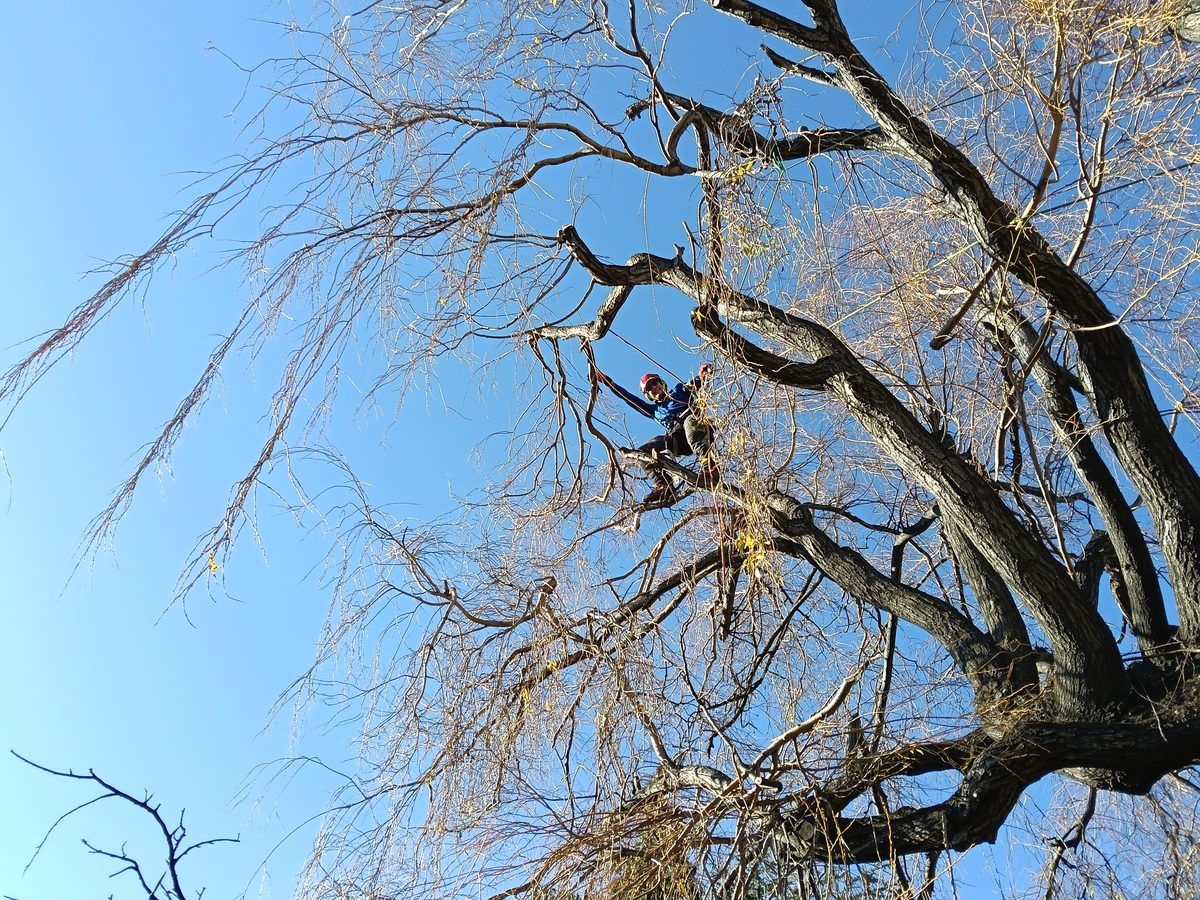 Looking up into a big willow, a climber roped in among its branches against a blue sky