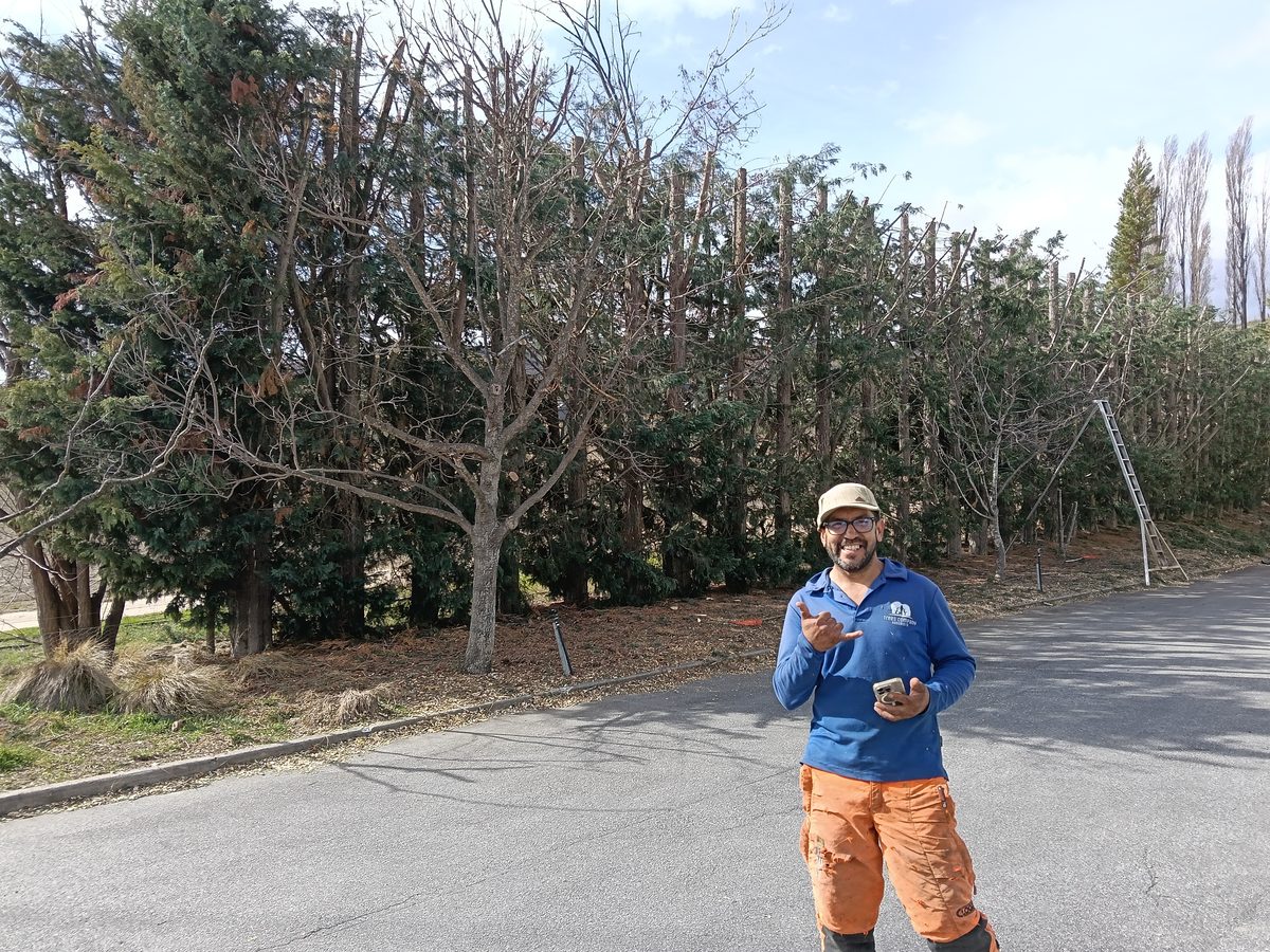 An arborist in a blue shirt and orange trousers in front of a tall conifer hedge that has just been trimmed hard, a ladder against it