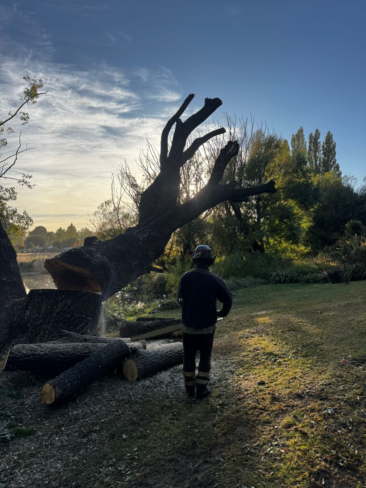 A dismantled tree at dusk, its limbs cut into logs on the lawn and a worker standing beside them