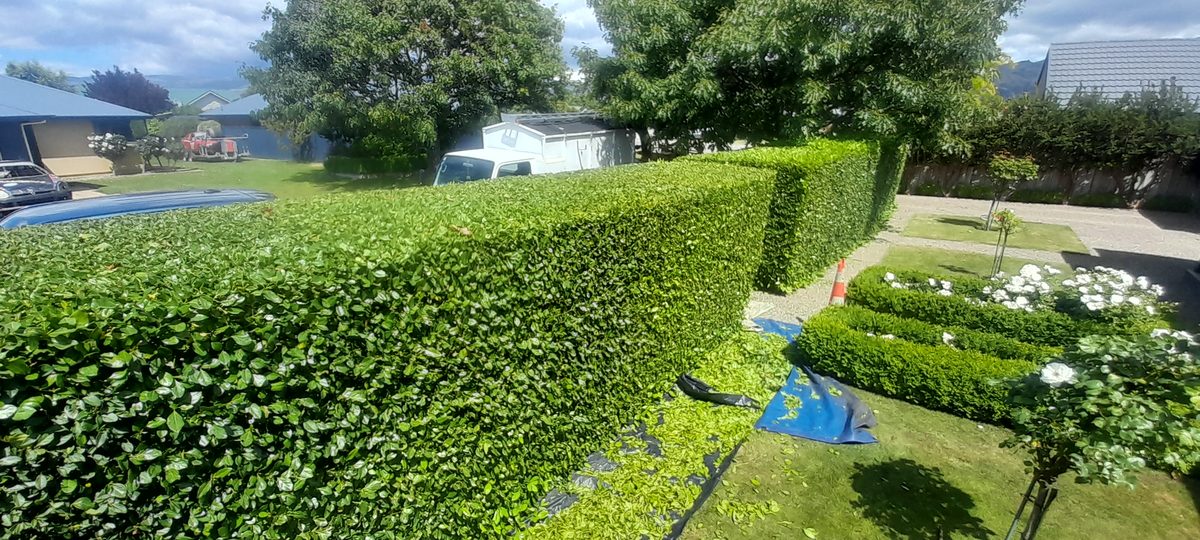 A tall, neatly clipped hedge beside a driveway with a low box hedge and white flowers in front