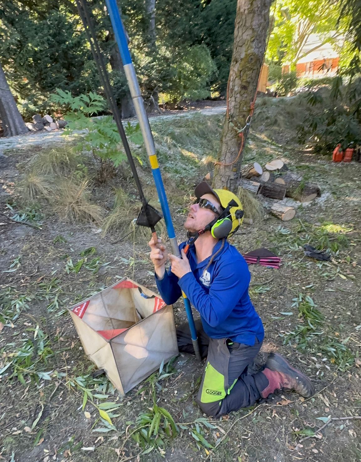 An arborist kneeling under a tree, aiming a pole slingshot up into the canopy to set a throw line, its bag open beside him