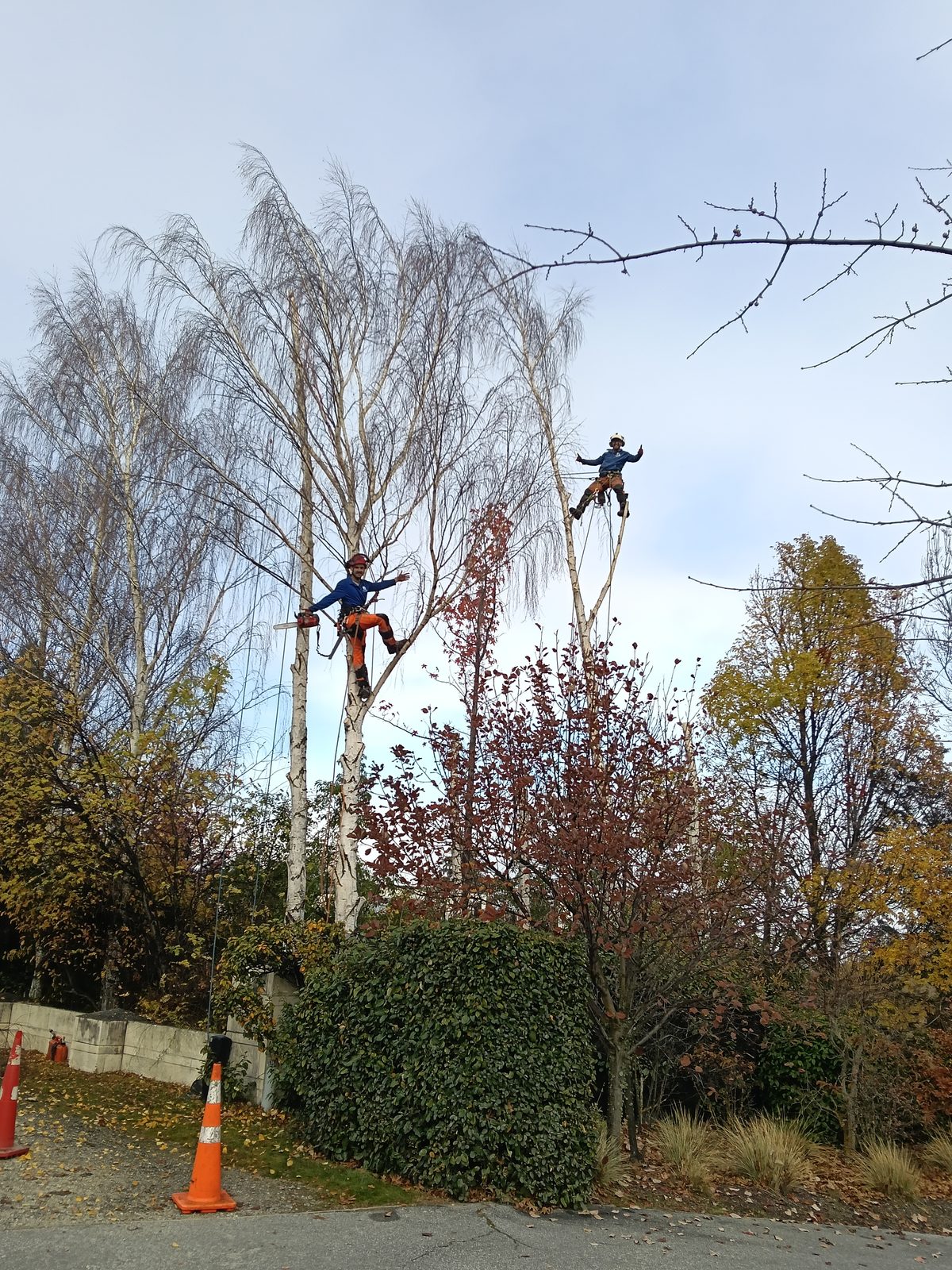Two climbers working in a tall deciduous tree in autumn, road cones on the street below