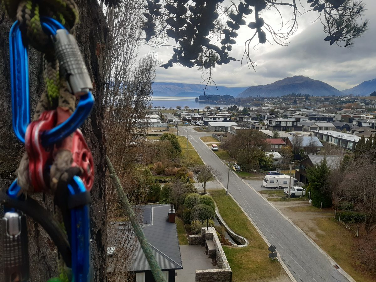 Looking out from high in a tree over Wanaka's rooftops to the lake and mountains, climbing ropes and karabiners in the foreground
