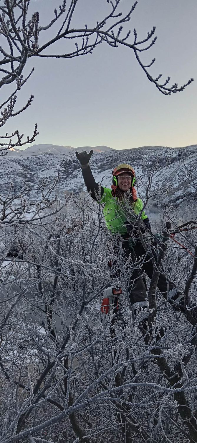 An arborist in a hi-vis top waving from high in a tree coated in hoar frost, frosty hills behind