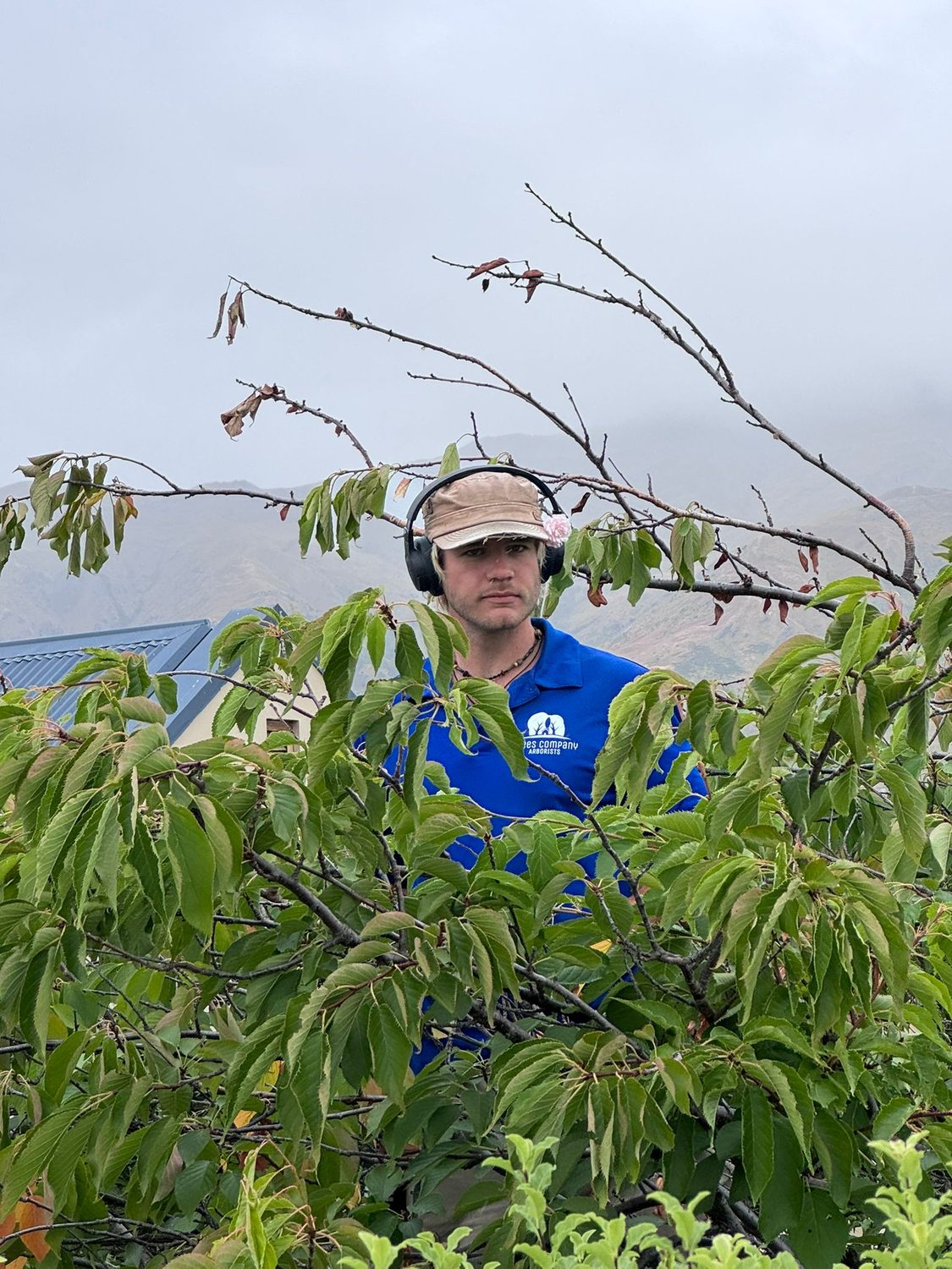 An arborist in a helmet looking out from among the green leaves of a tree