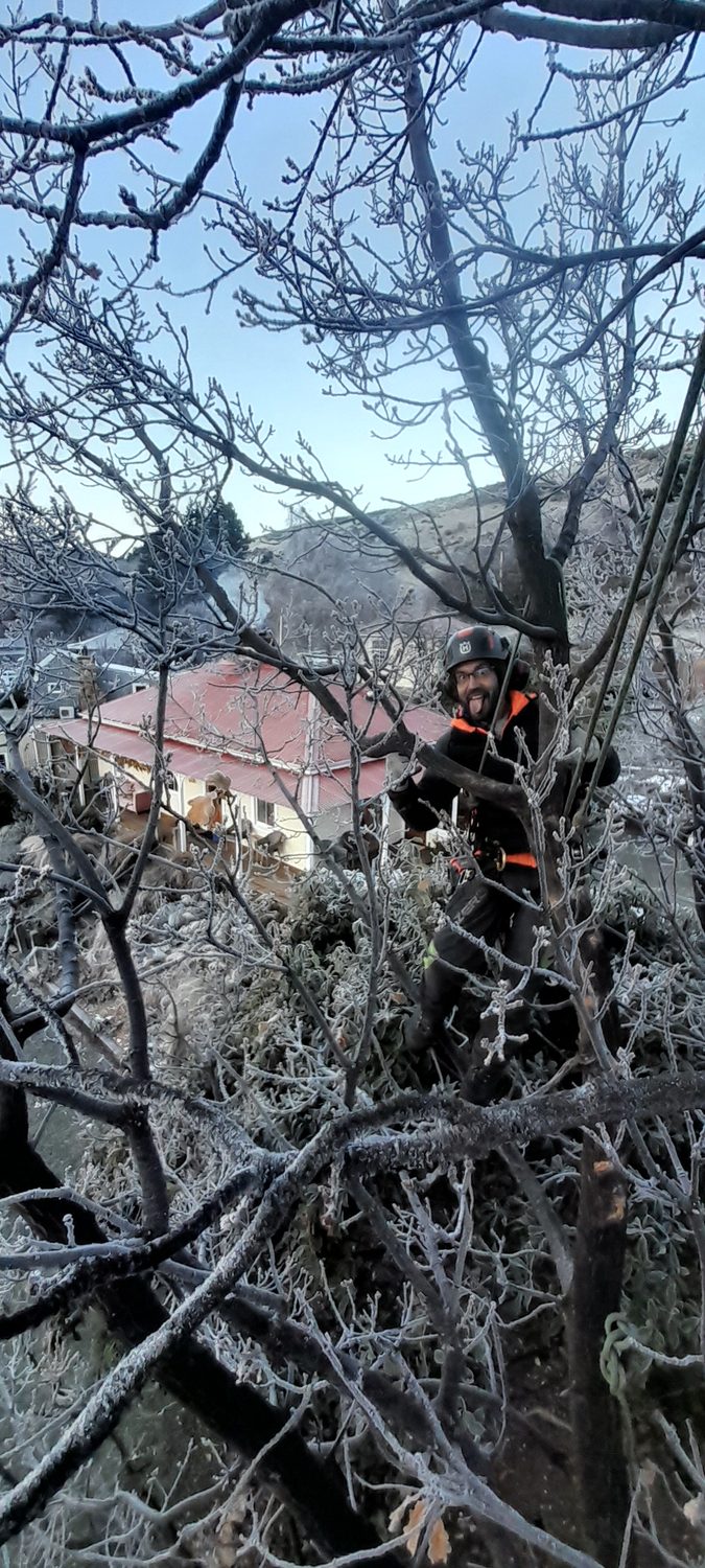 An arborist roped into a tree coated in hoar frost, a red-roofed house below