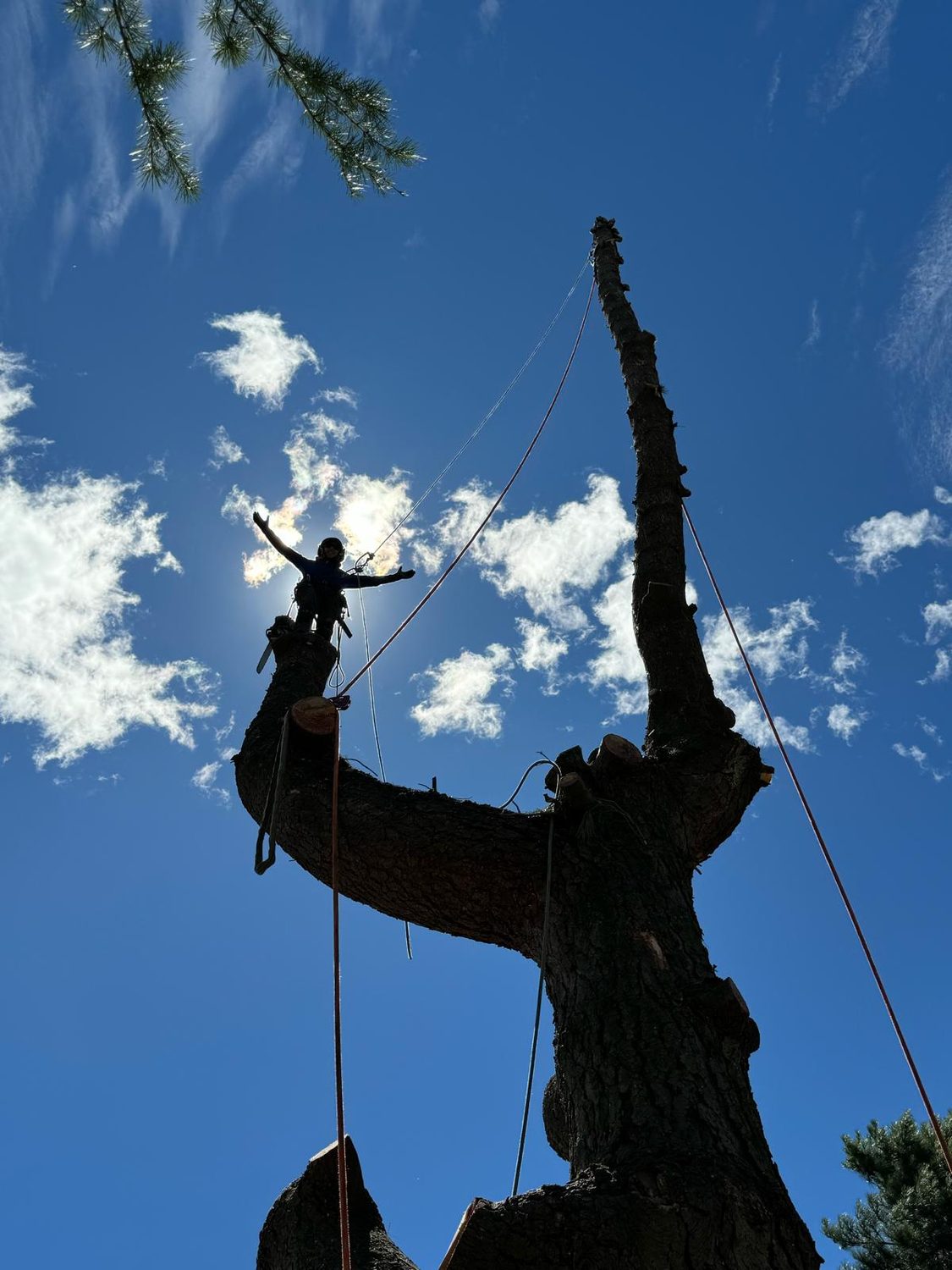 A climber silhouetted against the sun in the top of a large tree, arms raised