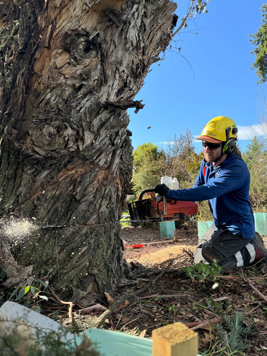 An arborist in a helmet kneeling at the base of a large tree, cutting into the trunk with a chainsaw