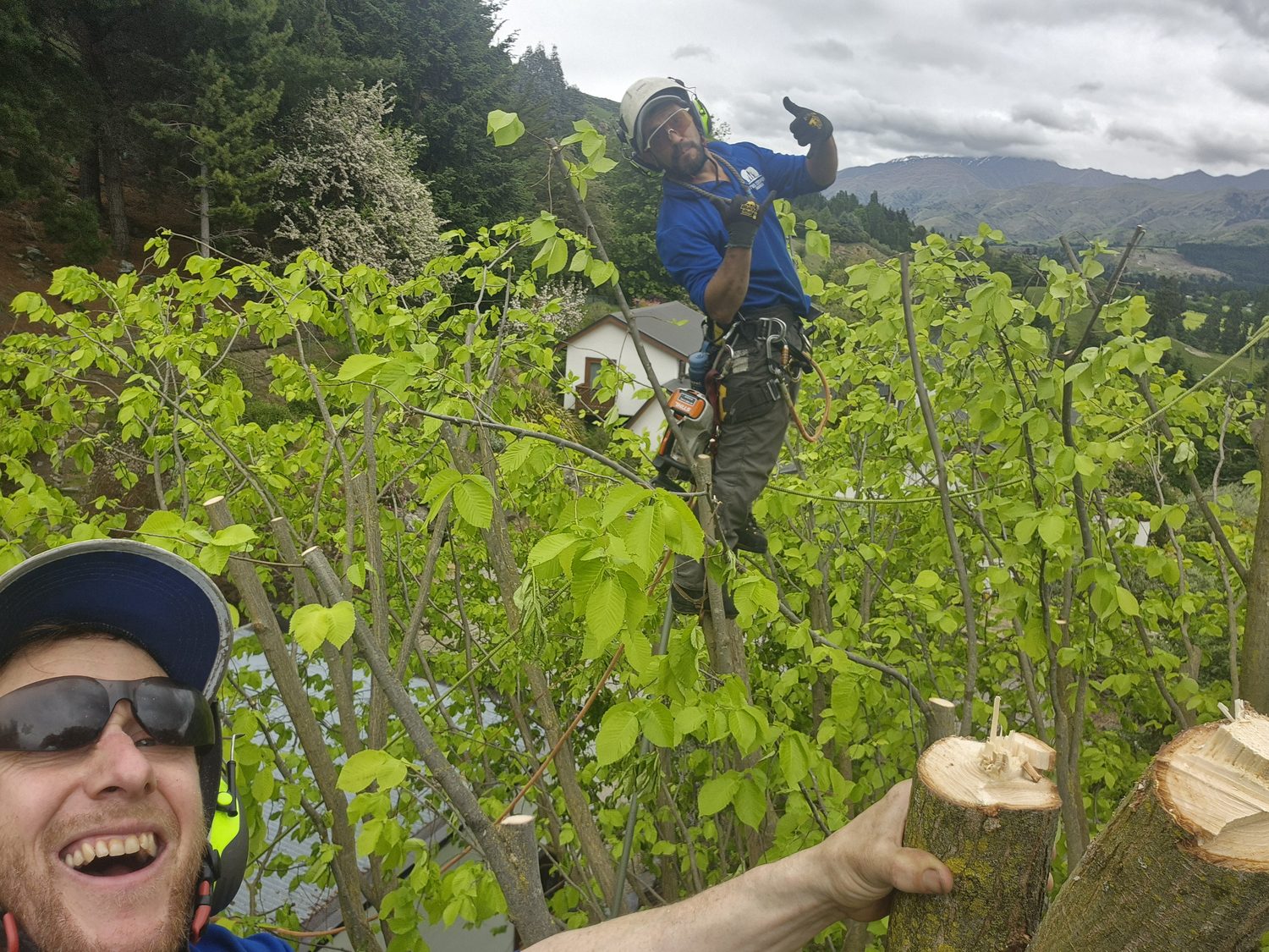 An arborist standing in a freshly pollarded tree pointing out the cuts, a second man laughing in the foreground, mountains behind