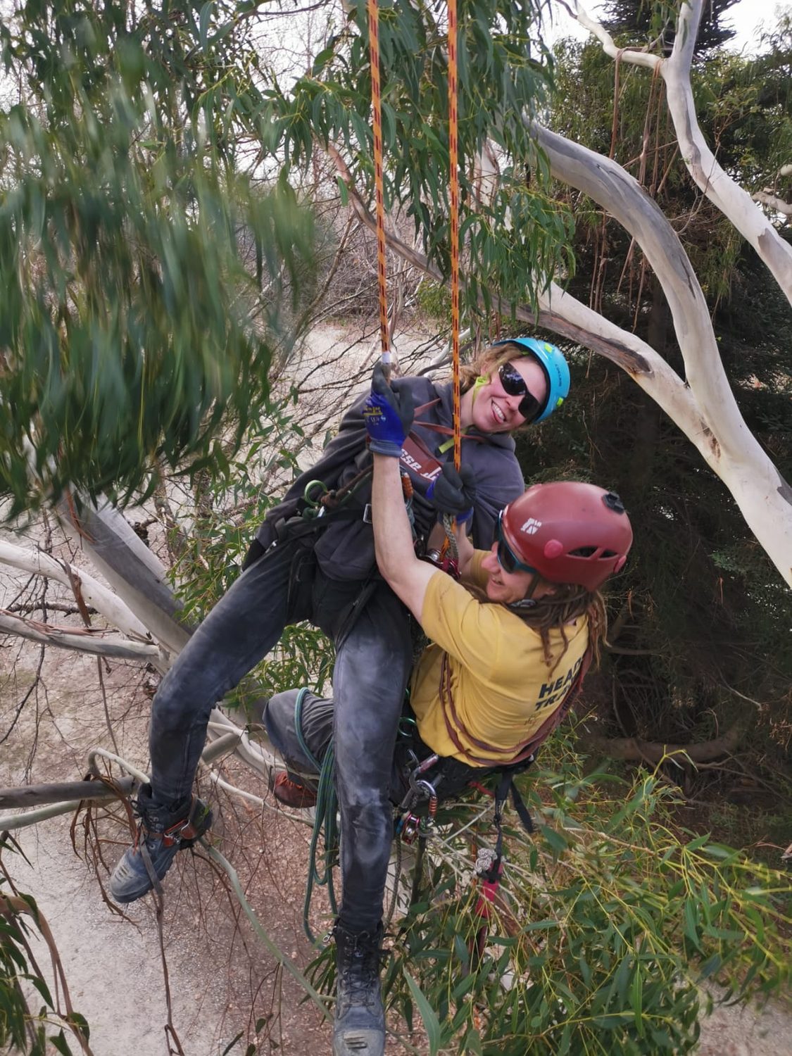 Two arborists in helmets and harnesses smiling from a tree, roped in side by side