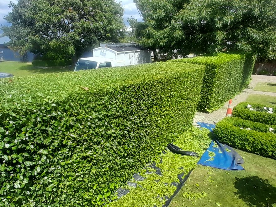 A tall, neatly clipped hedge beside a driveway with a low box hedge and white flowers in front