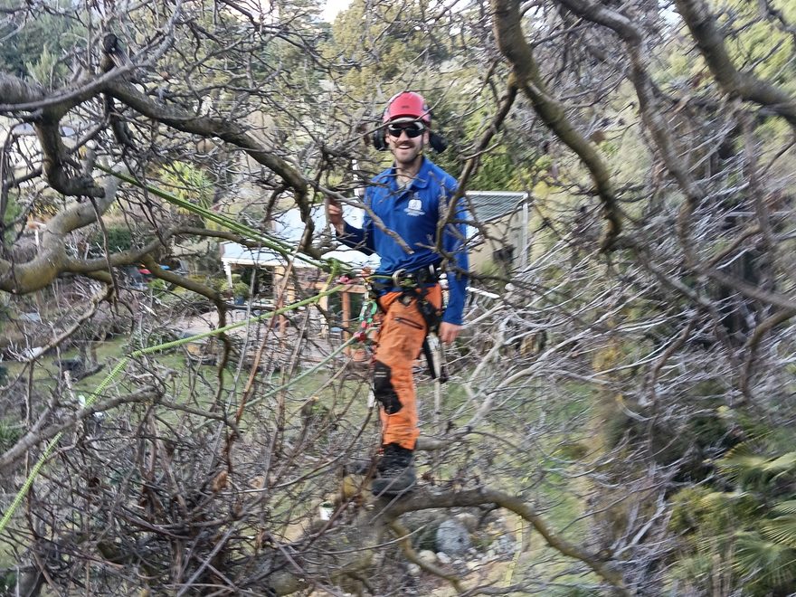 An arborist in orange trousers standing in the branches of a large old bare tree
