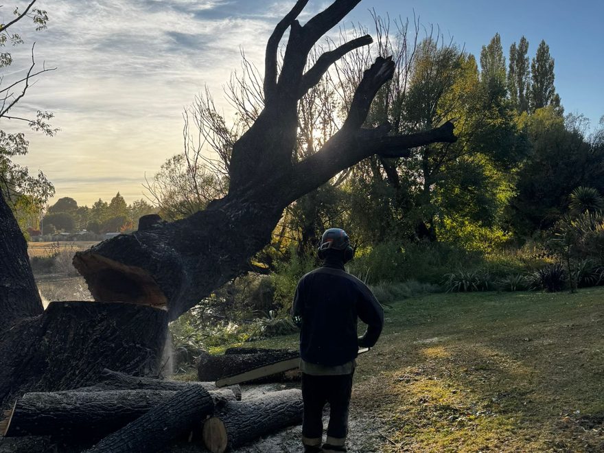 A dismantled tree at dusk, its limbs cut into logs on the lawn and a worker standing beside them